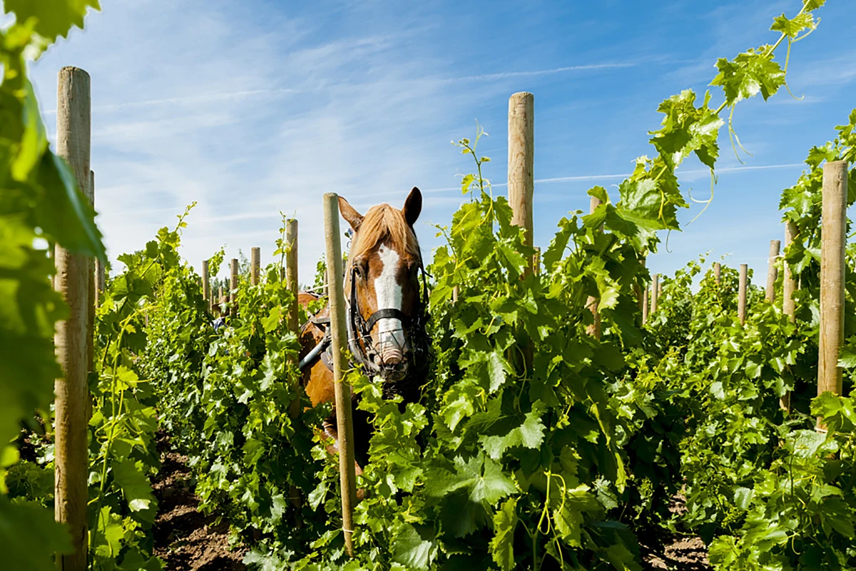 Cayuse Vineryards