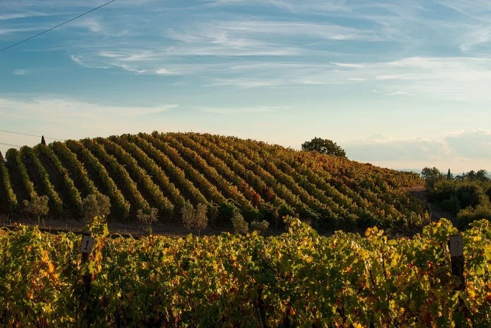 Azienda Agricola Rigoli