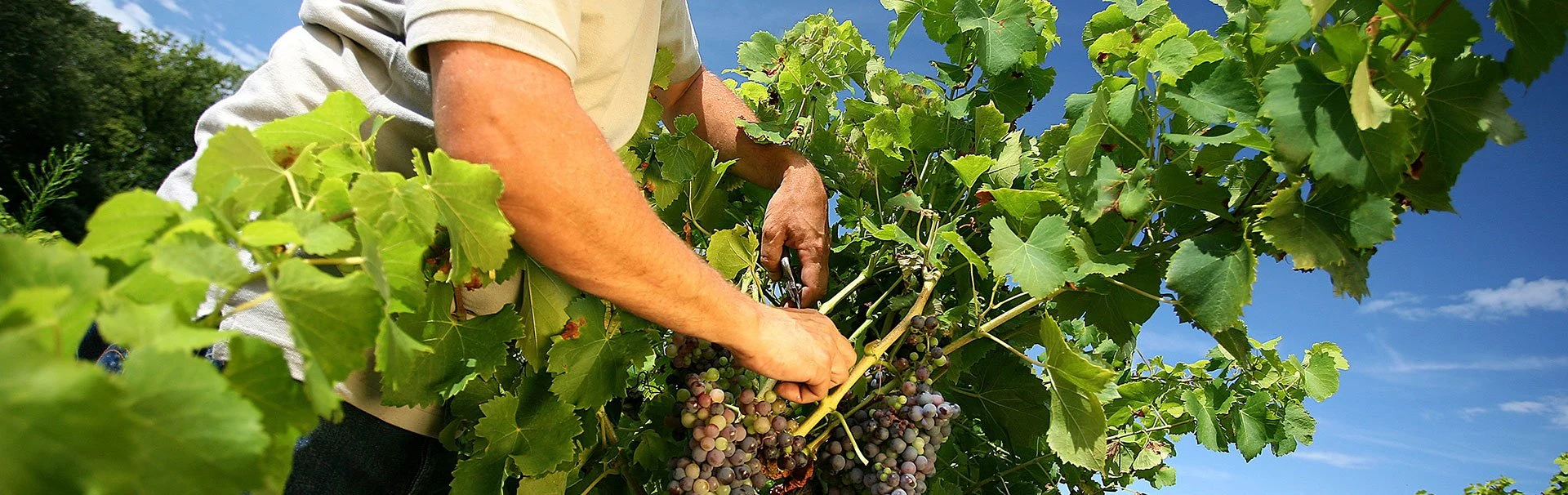 Domaine Cachat-Ocquidant & Fils